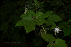 Trichosanthes tricuspidata